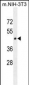 HOMEZ Antibody  (N-term)